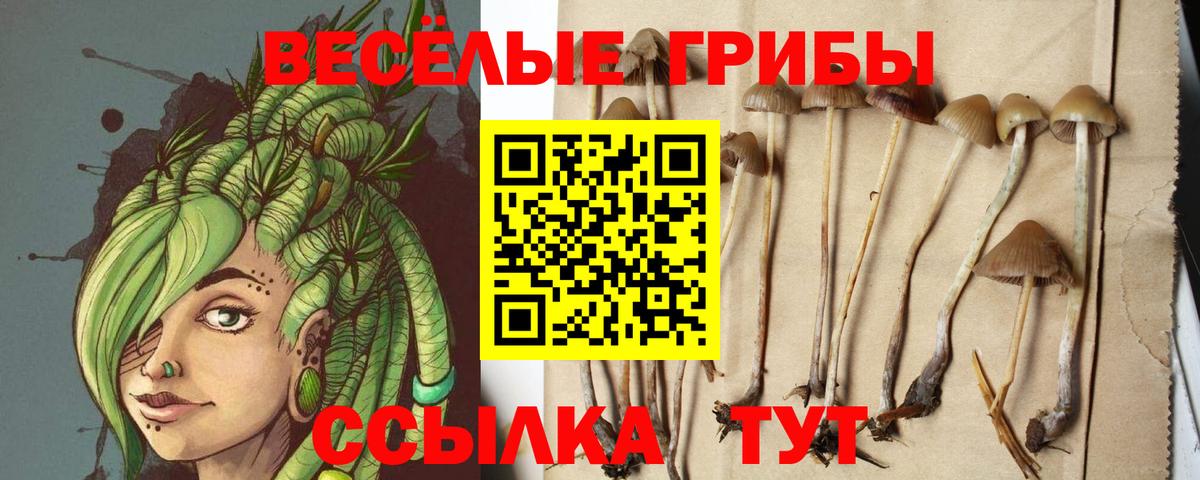 Тайшет  Галлюциногенные грибы Psilocybine cubensis  Вход с VPN 